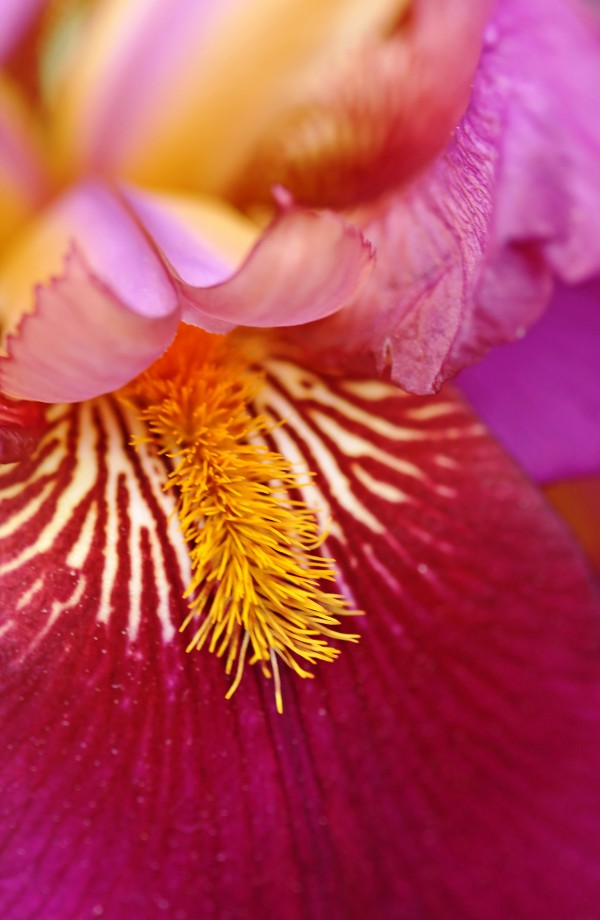 Cherry Delight by Deb Oppermann